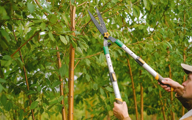 Tree trimming in Coal City, IN